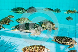 Green turtle or Chelonia mydas in pond