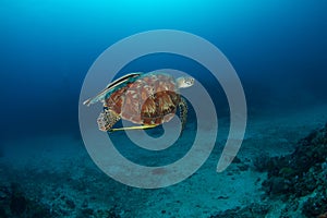 Green turtle (Chelonia mydas) with remora photo