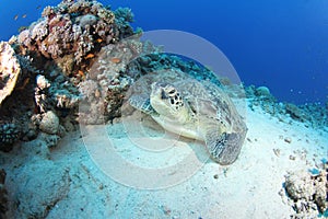 Green turtle (chelonia mydas) resting in reef