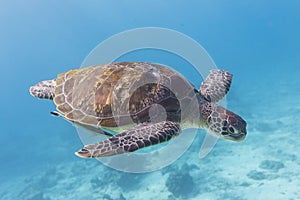 Green Turtle (Chelonia mydas) at Similan island, Thailand