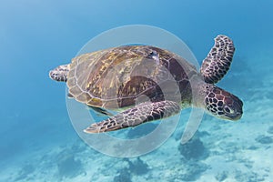 Green Turtle (Chelonia mydas) at Similan island, Thailand