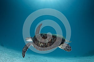 A green Turtle - Chelonia mydas with sun rays