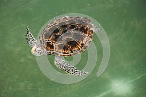 Green Turtle or Chelonia mydas swimming above the water