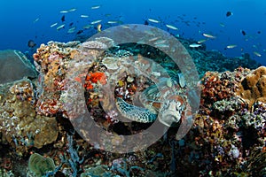 Green turtle (Chelonia mydas) in tropical reef