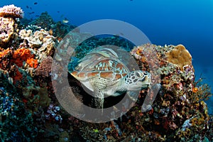 Green turtle (Chelonia mydas) in tropical reef