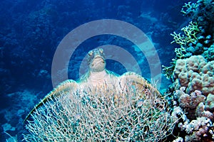 Green Turtle on coral