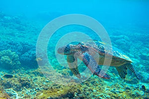 Green turtle in coral reef. Exotic marine turtle underwater photo. Oceanic reptile in wild nature. Summer vacation trip