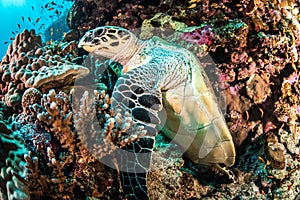 A Green Turtle on a coral reef in the Red Sea