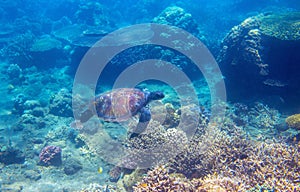 Green turtle in corals undersea photo. Sea turtle underwater closeup. Oceanic animal in wild nature