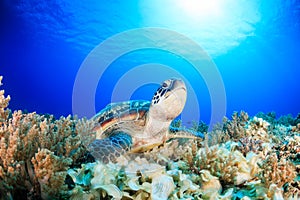 Green Turtle on a dark coral reef