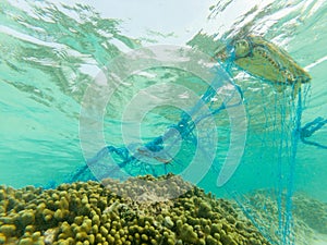 Green turtle and a discarded fishing net