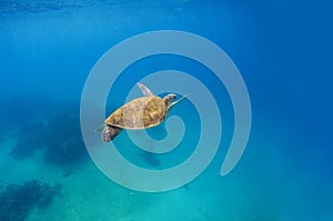 Green turtle dives in blue sea water. Sea landscape with tortoise.
