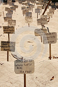 Green turtle eggs buried on the beach in a turtle hatchery Sri Lanka