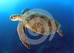 Green turtle,great barrier reef,cairns,australia