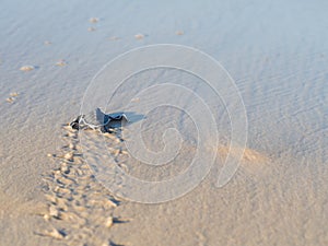 Green turtle hatching