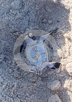 Green turtle hatching