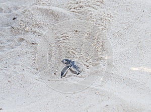 Green turtle hatching