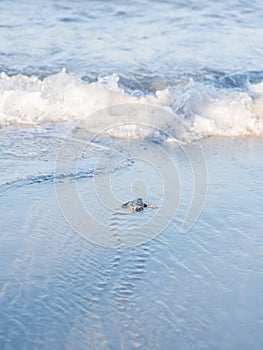 Green turtle hatching