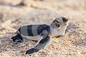 Green turtle hatchlings