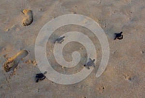 Green Turtle Hatchlings and Human Footprints