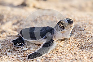 Green turtle hatchlings photo
