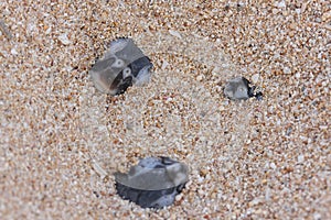 Green turtle hatchlings photo