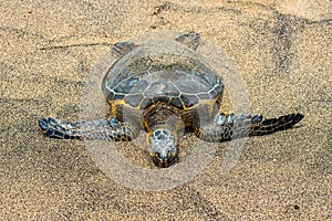 Green Turtle at Kahaluu Beach Park