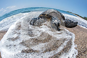 Green Turtle at Kahaluu Beach Park