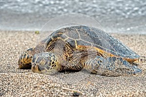 Green Turtle at Kahaluu Beach Park