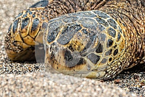 Green Turtle at Kahaluu Beach Park