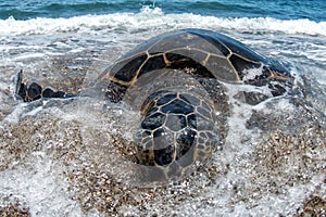 Green Turtle at Kahaluu Beach Park