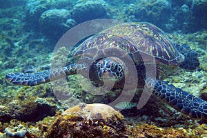 Green turtle look in camera. Sea turtle underwater closeup. Oceanic animal in wild nature. Marine turtle portrait photo