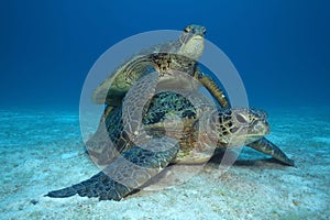 Green turtle matting