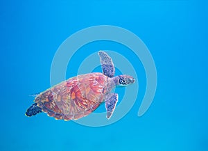 Green turtle in open sea. Tropical sea turtle underwater photo. Marine animal in sea water. Scuba diving banner template