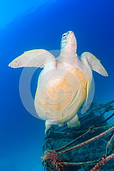 Green Turtle with Remora swimming