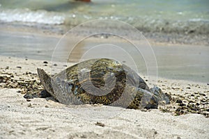 Green Turtle on sandy beach