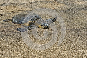 Green Turtle on sandy beach