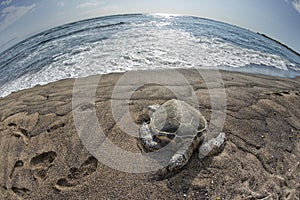 Green Turtle on sandy beach in Hawaii