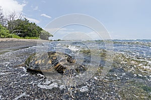 Green Turtle on sandy beach in Hawaii