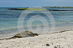 Green Turtle on sandy beach in Hawaii