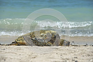 Green Turtle on sandy beach in Hawaii