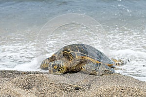 Green Turtle on sandy beach in Hawaii