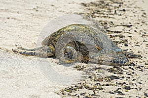 Green Turtle on sandy beach in Hawaii