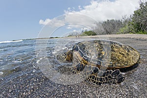 Green Turtle on sandy beach in Hawaii