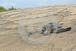 Green Turtle on sandy beach in Hawaii