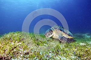 Green Turtle photo