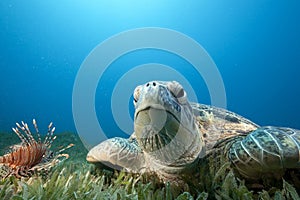 Green turtle and sea grass