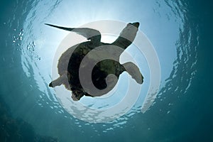 Green Turtle Silhouette