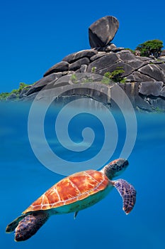 Green Turtle at Similan Islands