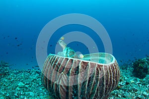 Green turtle sitting in a barrel sponge